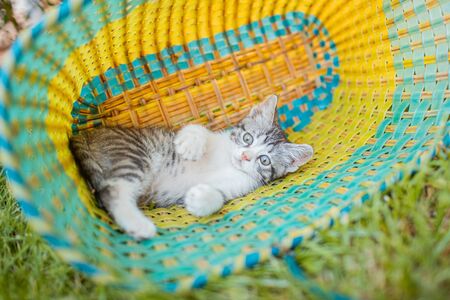 Adorable little gray kitten in the garden on the green grass in the basket. Little pet.の写真素材