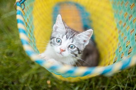 Adorable little gray kitten in the garden on the green grass in the basket. Little pet.の写真素材