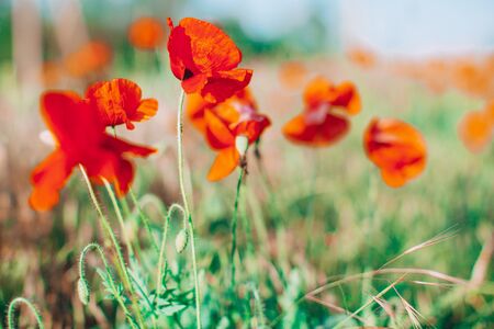 Field of bright red corn poppy flowers in summer. Selective focusの写真素材