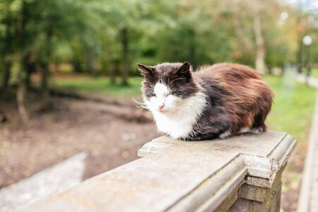 Black and white street cat. Cat wandering, sitting on the sidewalk in a park. The concept of the problem of homeless animals.の写真素材
