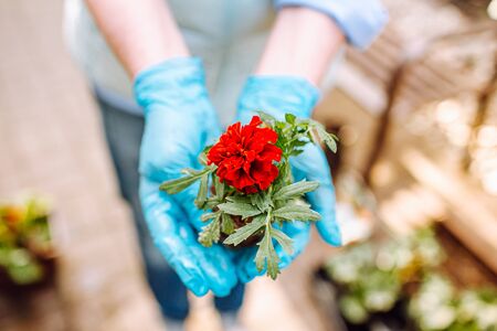 Woman in blue gloves holding a flower of marigold without pot with nakes roots. Woman is going to transplant flowers. Home gardeningの写真素材