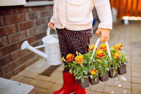 Little blonde smiling girl with two packs of marigold staying at her back yard. The girl is going to transplant flowers. Home gardeningの写真素材