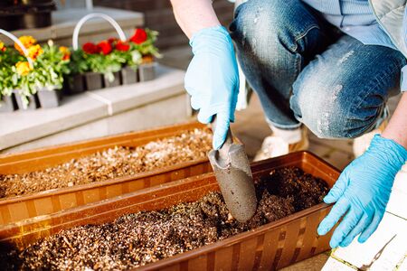 Gardeners hands planting flowers in pot with dirt or soil at back yard. An elderly woman is planting...