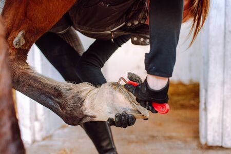 Woman cleans the horse's hooves with a special brush before riding. Horseback riding, animal care, veterinary conceptの写真素材