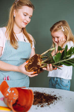Family of young blonde woman and toddler girl transplant indoor plants at home. Mother and daughter spend time together, home gardeningの写真素材