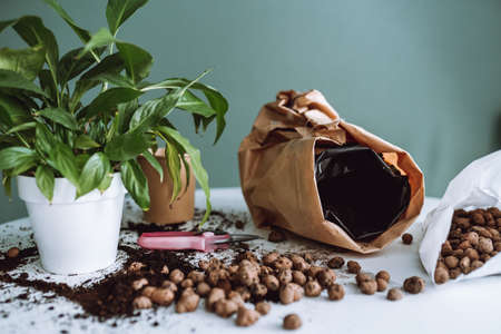 Gardening tools, soil and flower on white table. Home plant transplant, spring timeの写真素材