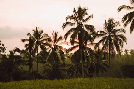 Silhouettes of green palm trees at sunset in jungle of Indonesia.の写真素材