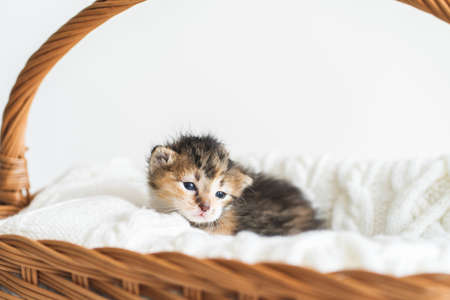 Two-weeks-old tricolor crossbreed kitten with barely opened blue eyes sit in pink wicker basket on white wool sweater. Pet adoption, animal care.の写真素材