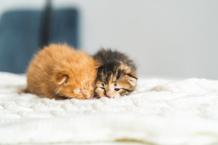 Two three weeks old different colored kittens on a woolen blanket. Pet adoption, animal care.の写真素材
