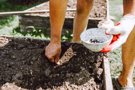Female hand plant bean seeds in soil. Unrecognizable elderly woman gardening