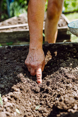 Female hand plant bean seeds in soil. Unrecognizable elderly woman gardening