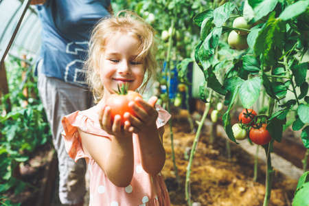 Five year old girl picking ripe red organic tomatoes in greenhouse with her unrecognizable grandmother on backgroundの写真素材