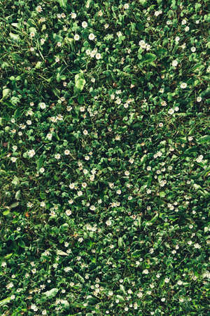 Background of green leaves of blooming white clover, top view. Space for message.
