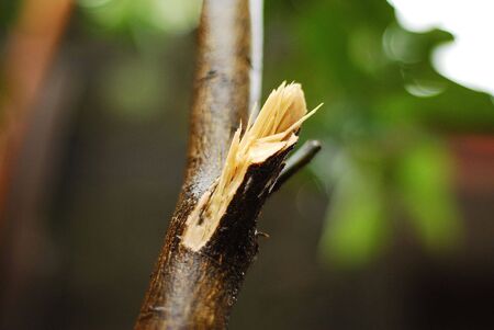 Don't cut the treesの写真素材