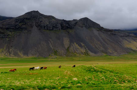 Icelandic horses roaming on Snaefellsnes in Iceland の写真素材