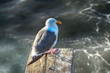Seagull at Santa Monica Pier, Los Angelesの写真素材