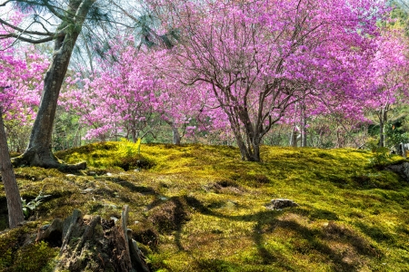 Springtime in Japan - Japanese moss garden with cherry blossoms in Arashiyama, Kyotoの写真素材