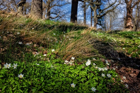 Spring anemones along a footpath in a Scandinavian oak groveの写真素材