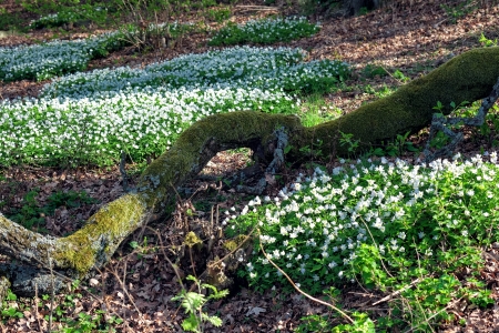 Wood anemones at springtime in Sweden