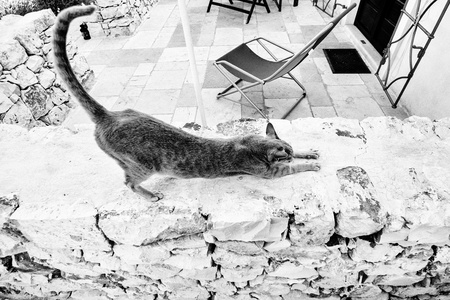 Italian cat stretching on a limestone wall in Alberobello, Pugliaの写真素材