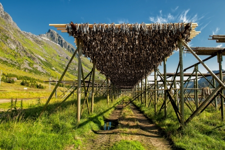 Stockfish drying at Lofoten in northern Norway