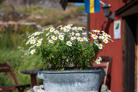 Summer in Sweden - a bucket with chrysanthemums on a sunny day at Harstena island in the Baltic seaの写真素材