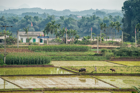 Lao Cai, Vietnam - February 12, 2015: Rice fields on a misty day in the countryside on outside Lao Cai. Vietnam is the second largest exporter of rice worldwide.のeditorial素材
