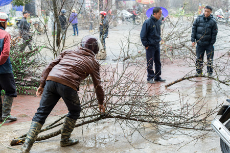 Sapa, Vietnam - February 13, 2015: Vietnamese people selling peach trees on a misty day at the market in Sapa. Peach trees are symbols of life and good fortune and bought for the Chinese New Year.のeditorial素材