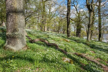 Wood anemone blossoming in an oak grove during spring in Sweden