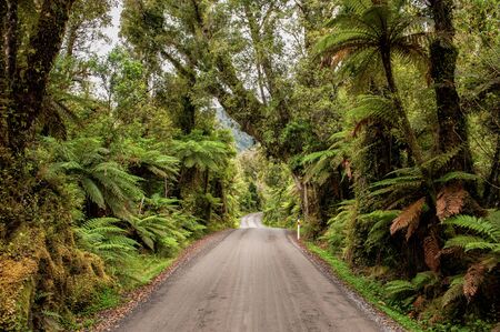 Winding gravel road through the rain forest in Glacier Country, West Coast, New Zealand Rainforestの写真素材
