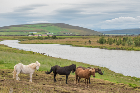 Icelandic horses at Adaldalur in the countryside south of Husavik in northern Icelandの写真素材