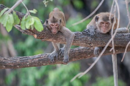 Macaque monkeys in the jungle of Sam Roi Yot National Park south of Hua Hin in Thailandの写真素材