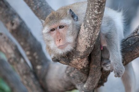 Old macaque monkey in the jungle of Sam Roi Yot National Park south of Hua Hin in Thailandの写真素材
