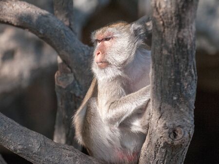 Old macaque monkey in the jungle of Sam Roi Yot National Park south of Hua Hin in Thailandの写真素材