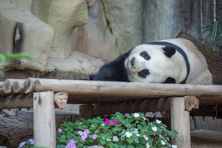 Chiang Mai, Thailand - February 8, 2016: Giant Panda at Chiang Mai Zoo in northern Thailand. The Giant Panda is an endangered species.のeditorial素材