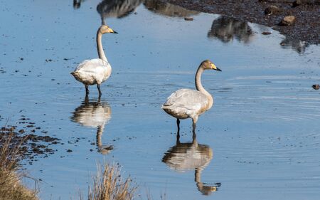 Whooping swans stopping over at world famous Lake Hornborga during migration at springtime in Sweden. Whooping swan is the national bird of Finland.の写真素材