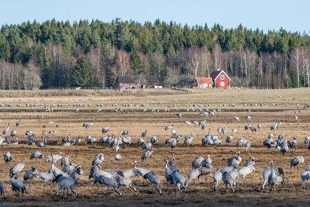 Cranes at Lake Hornborga during migration at springtime in Sweden. During its peak late March â early April up to 20000 cranes can be counted daily.の写真素材