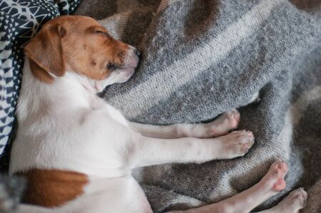 Cute two months old Danish Swedish Farmdog puppy. This breed, which originates from Denmark and...
