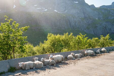 Driving through scenic summer landscape at Lofoten in northern Norway.の写真素材