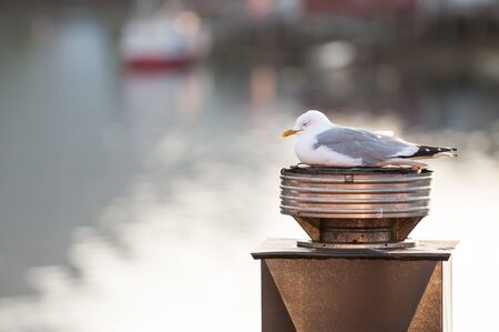 Midnight at Reine fishing harbor on Lofoten islands in northern Norway. Reine is a picturesque fishing village and a popular travel destination.の写真素材