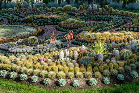 Norrkoping, Sweden - June 26, 2018: The famous cactus group at Carl Johans park in Norrkoping. The group is an annual tradition since 1926 and consists of 25 thousand plants which celebrate a local jubilÃ©e. In 2018 it is the De Geer school which celebratのeditorial素材