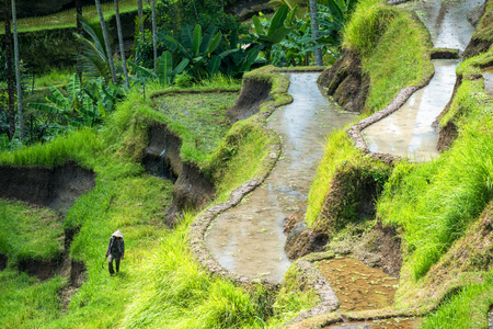 Bali, Indonesia - February 7, 2013: Agricultural worker climbing among Balinese rice terraces at Tegallalang near Ubud. Bali is famous for its beautiful rice terraces.のeditorial素材