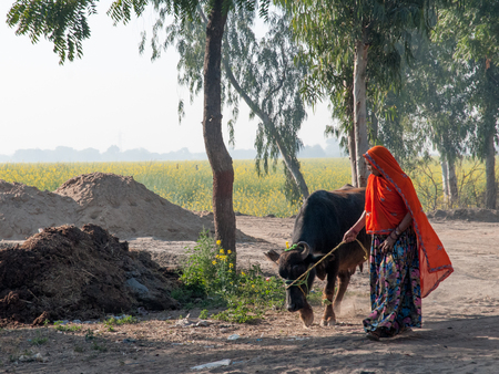 Rajasthan, India - February 3, 2011: Rajasthani woman with a cow in the countryside of Rajasthan. Rajasthani people are known as some of the most colorful people in India.のeditorial素材