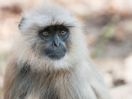 Portrait of a Gray Langur in Ranthambore National Park in Rajasthan, Indiaの写真素材