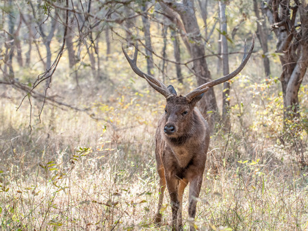 Sambar deer in Ranthambore National Park in Rajasthan, Indiaの写真素材