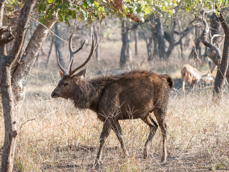 Sambar deer in Ranthambore National Park in Rajasthan, Indiaの写真素材