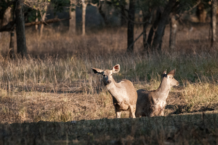 Sambar deer in Ranthambore National Park in Rajasthan, Indiaの写真素材