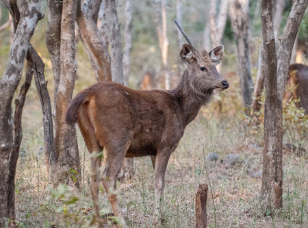 Sambar deer in Ranthambore National Park in Rajasthan, Indiaの写真素材