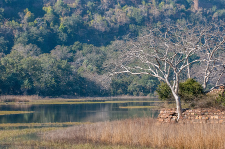 Small lake in Ranthambore National Park in Rajasthan, India