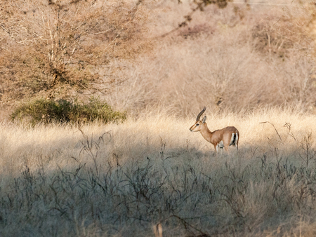 Chinkara in Ranthambore National Park in Rajasthan, Indiaの写真素材